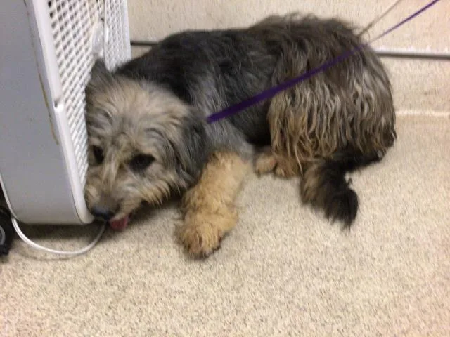 An adult large-sized female Shepherd dog named Monty for adoption in Riverside, CA