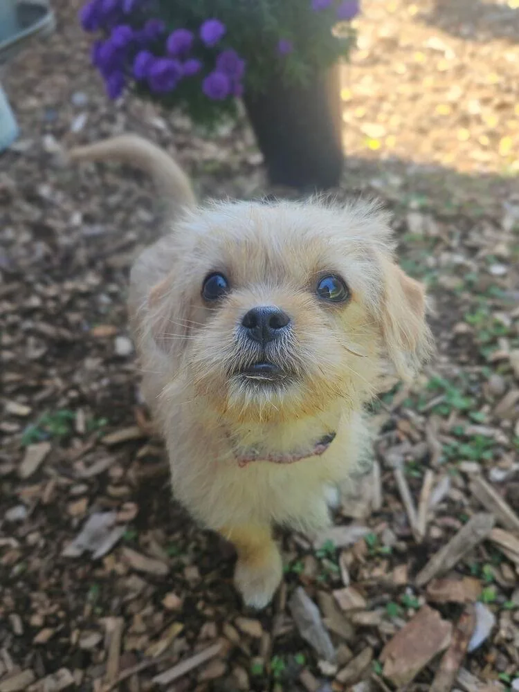 A baby small-sized male Shih Tzu dog named Twinkie for adoption in Portland, OR