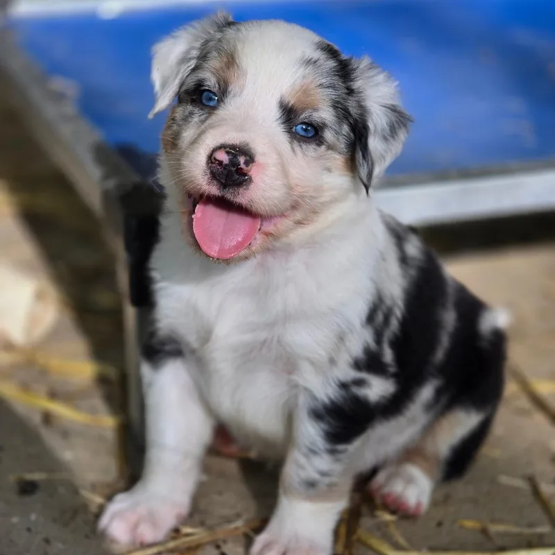 A baby medium-sized male Mixed Breed dog named Neptune for adoption in Alexandria, VA