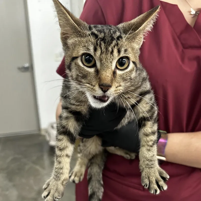 A young small-sized male Domestic Short Hair cat named Thor for adoption in Manhattan, KS