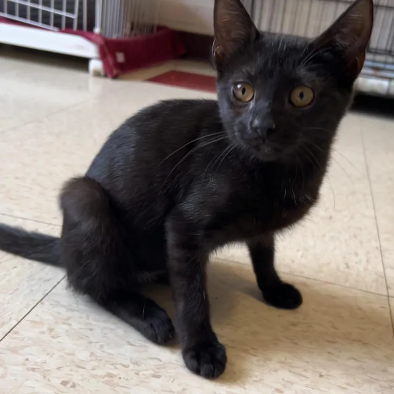 A baby small-sized female Black Domestic Short Hair cat named Shortcake for adoption in Waynesboro, PA