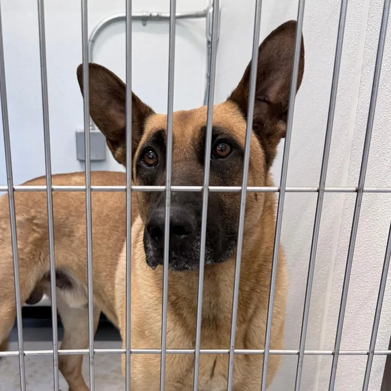 An adult large-sized male Yellow / Tan / Blond / Fawn Mixed Breed dog named Goose for adoption in Auburn, AL