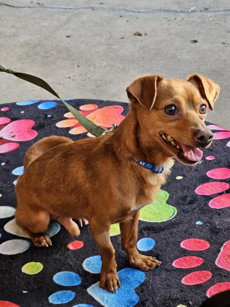 An adult medium-sized male Rat Terrier dog named Vermilion for adoption in Metairie, LA