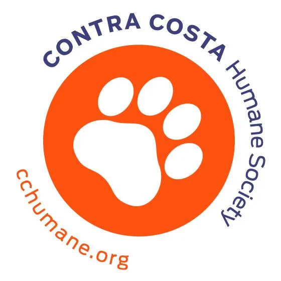 A senior small-sized male White Domestic Short Hair cat named Blank Application for adoption in Pleasant Hill, CA
