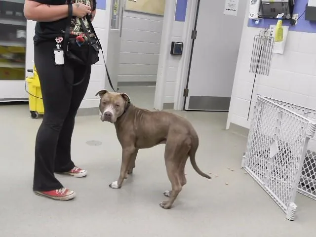 A young large-sized male Boxer dog named Teddy for adoption in Omaha, NE