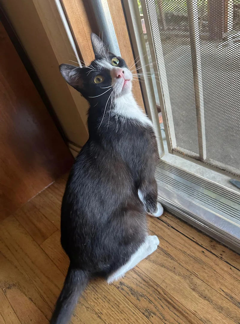 An adult medium-sized male Domestic Short Hair cat named Cowboy for adoption in Lodi, CA
