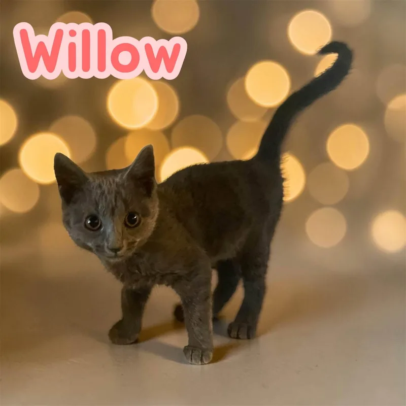 Willow young