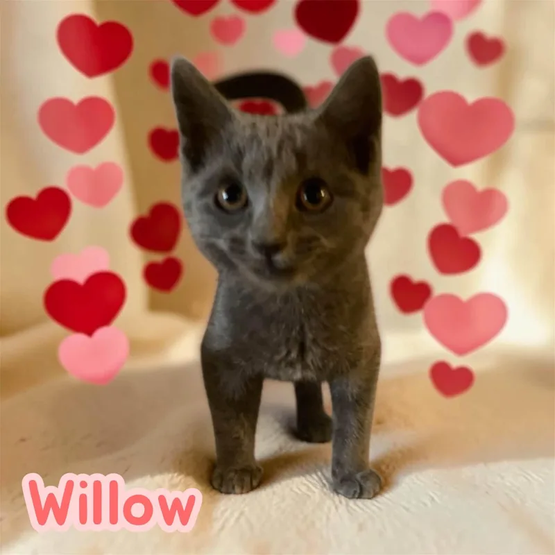 Willow  young  thumbnail 2