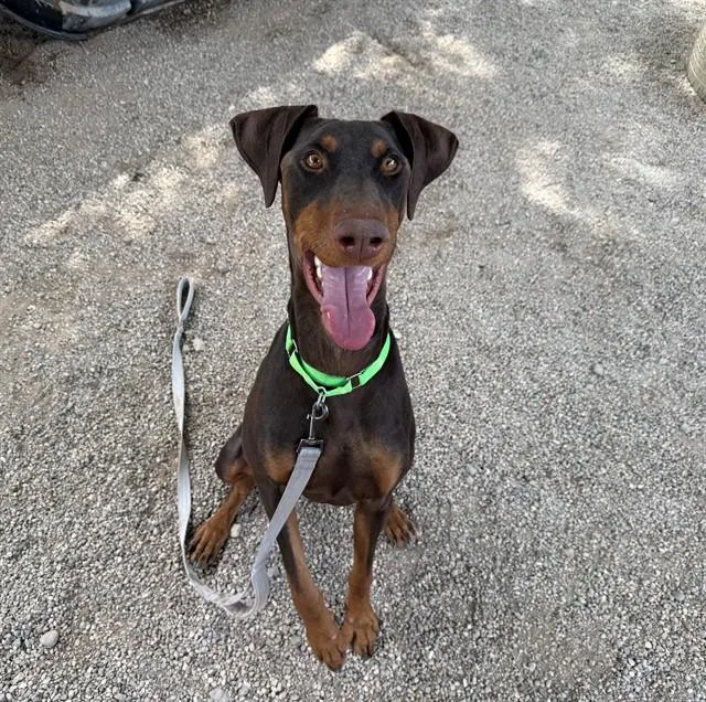 Remi