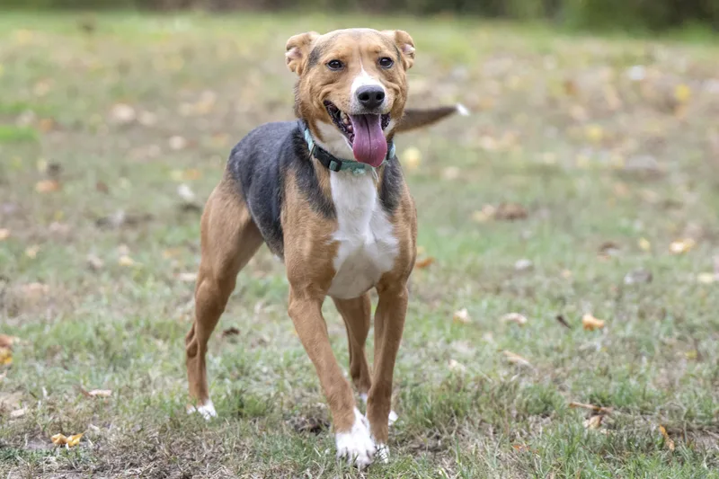 An adult medium-sized male Pit Bull Terrier dog named Abe for adoption in Terre Haute, IN