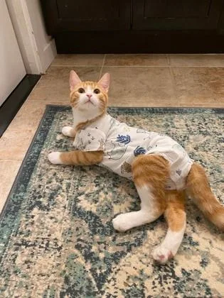 Sherbert thumbnail 2