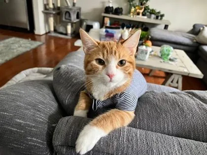 Sherbert thumbnail 3