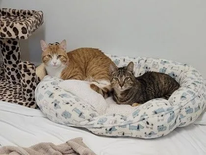 Sherbert thumbnail 5