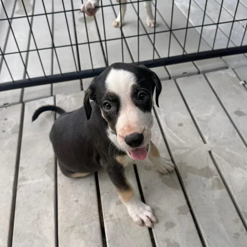 A baby medium-sized female Black Mixed Breed dog named London for adoption in Bradenton, FL