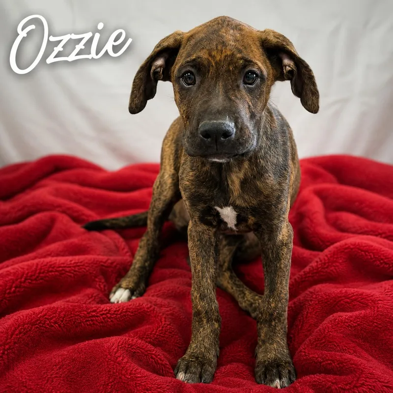 A baby medium-sized male Merle (Red) Boxer dog named Ozzie for adoption in Momence, IL