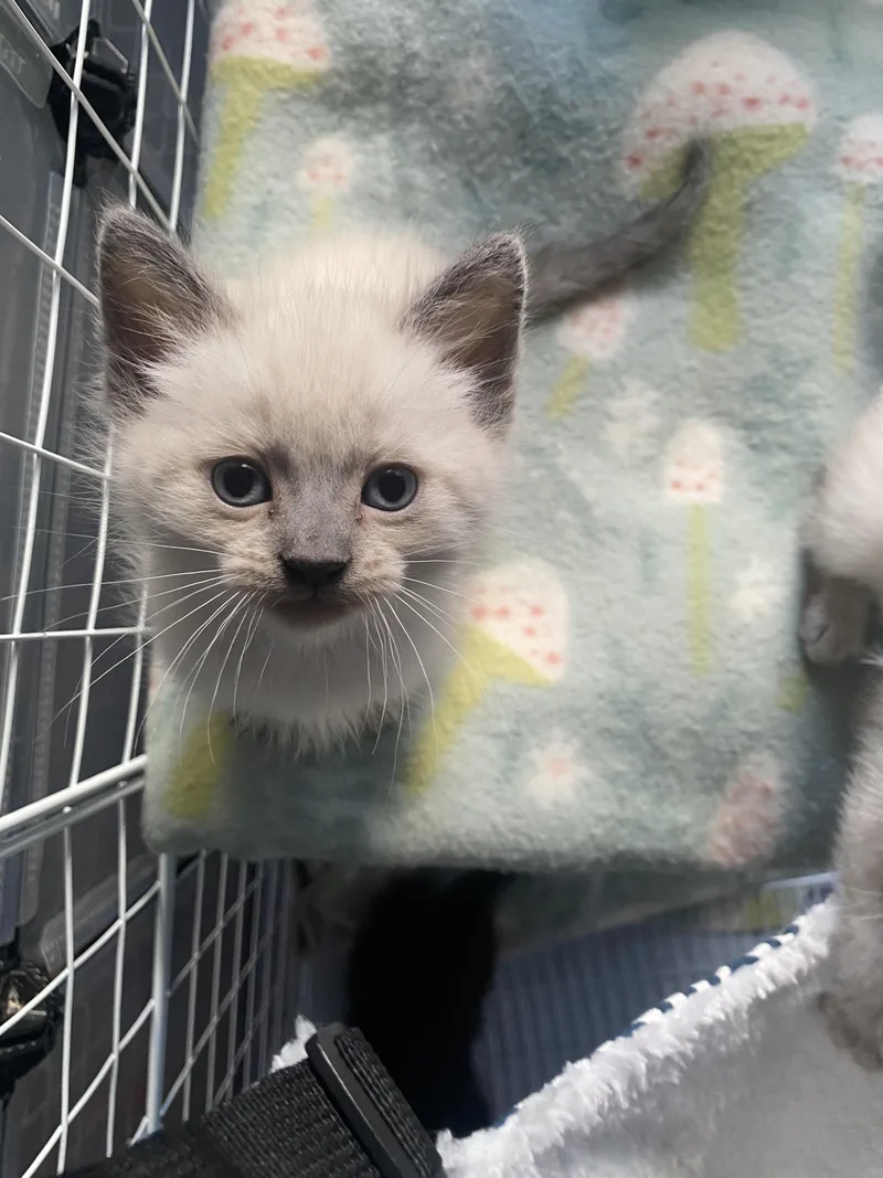 Tofu