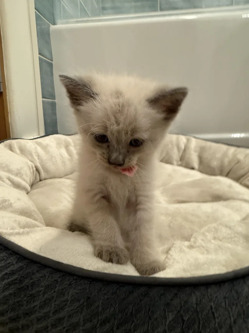 Tofu thumbnail 2
