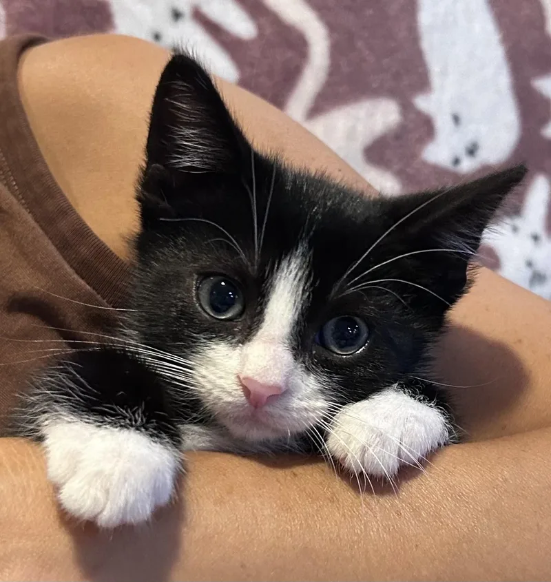A baby medium-sized male Black & White / Tuxedo Domestic Short Hair cat named Brewski for adoption in Allentown, NJ