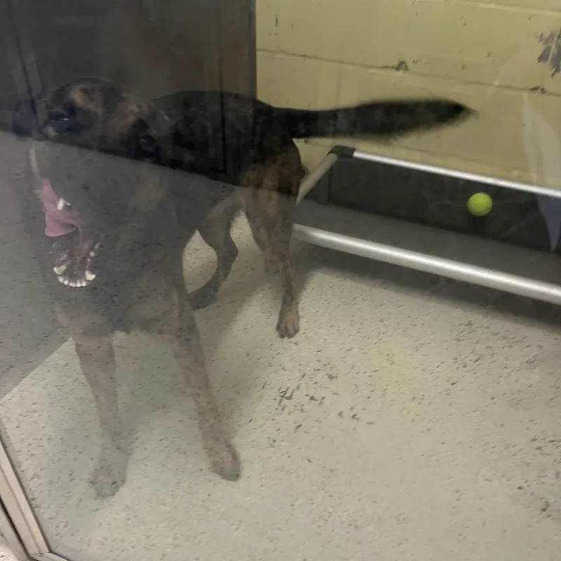 Henderson Aka Fred thumbnail 3