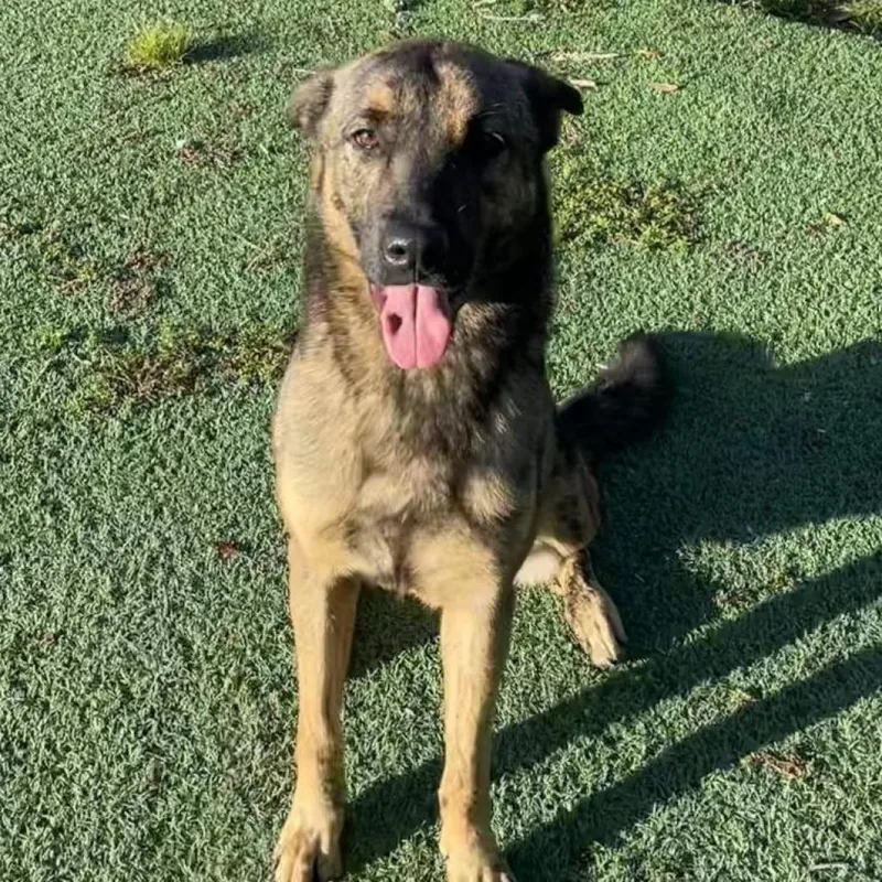 Henderson Aka Fred thumbnail 5