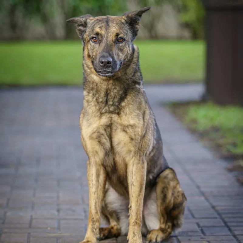 Henderson Aka Fred thumbnail 6