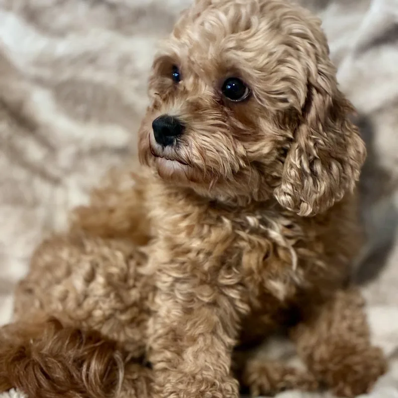 An adult small-sized female Golden Cockapoo dog named Posie for adoption in Pelham, NH