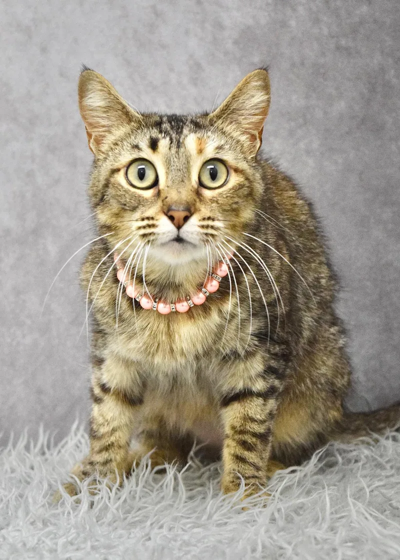 A young medium-sized female Torbie Domestic Short Hair cat named Willow for adoption in Dublin, CA