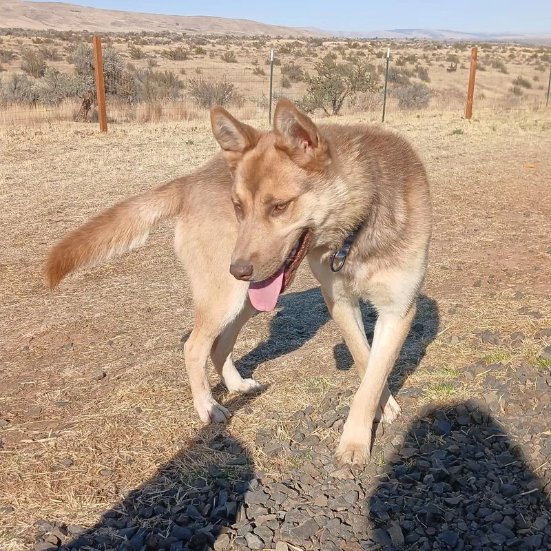 An adult medium-sized female Apricot / Beige Husky dog named Cinnamon for adoption in Tacoma, WA