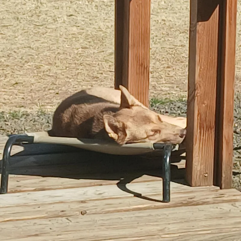 Cinnamon thumbnail 3
