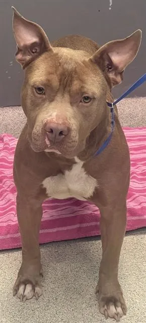 Tonka