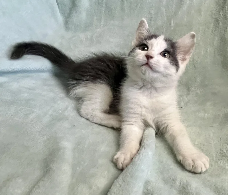 Little Misty