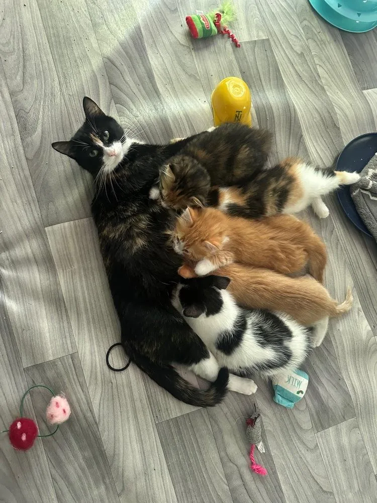 An adult medium-sized female Black & White / Tuxedo Domestic Short Hair cat named Princess Buttercup for adoption in Plymouth, MN
