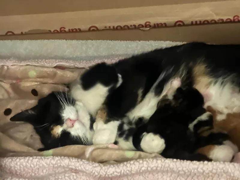 Princess Buttercup thumbnail 3
