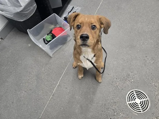 A baby large-sized female Rhodesian Ridgeback dog named Mimi for adoption in Mesa, AZ