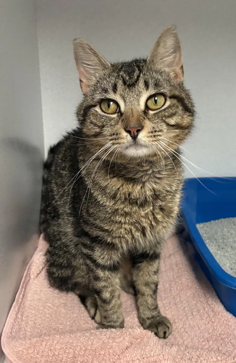 An adult medium-sized male Tabby (Tiger Striped) Domestic Short Hair cat named Ned for adoption in Breinigsville, PA