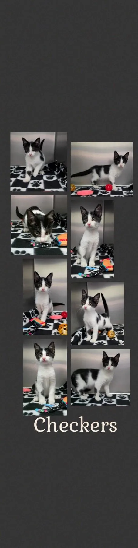 A baby medium-sized male Domestic Short Hair cat named Checkers for adoption in Universal City, TX