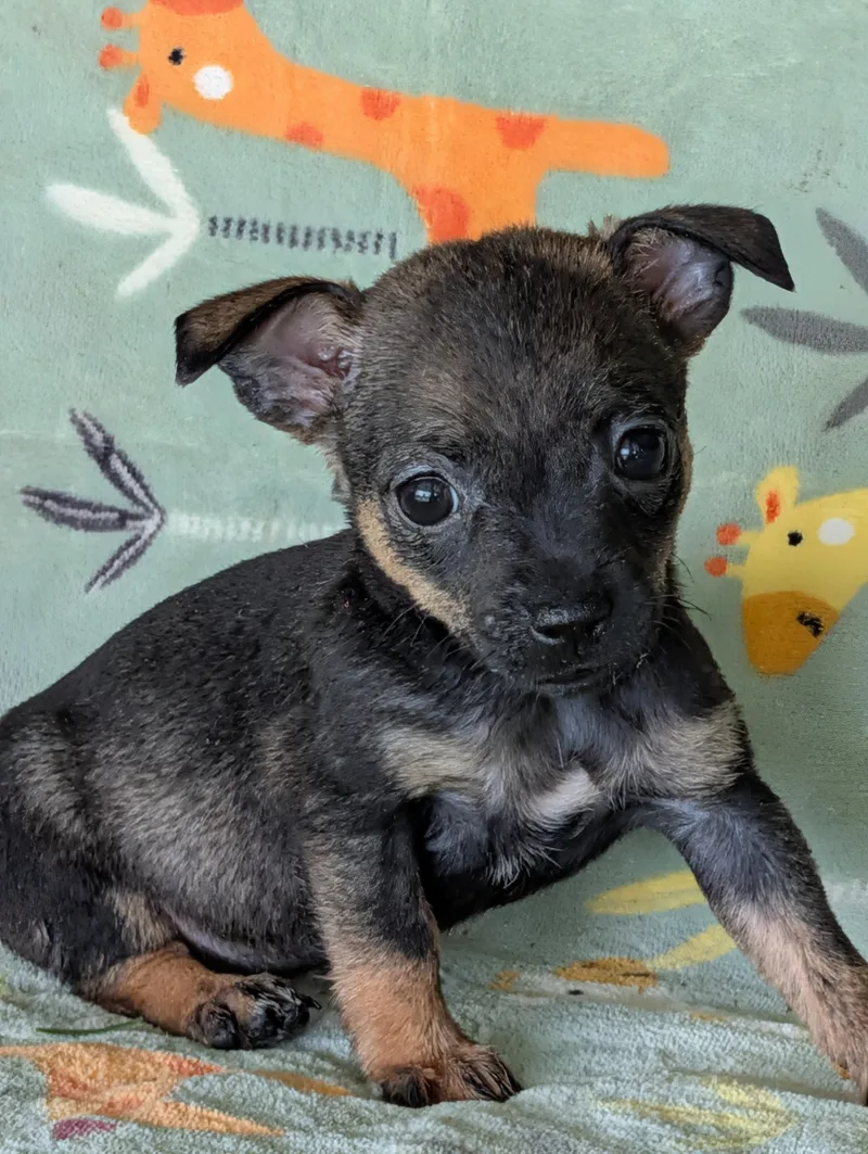 A baby small-sized male Yellow / Tan / Blond / Fawn Chihuahua dog named Tisha for adoption in Baton Rouge, LA