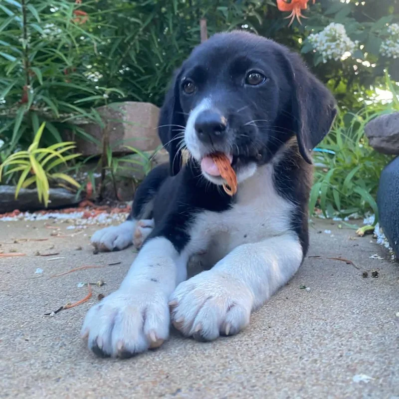 A baby small-sized male Black Mixed Breed dog named Billy for adoption in Stilwell, OK
