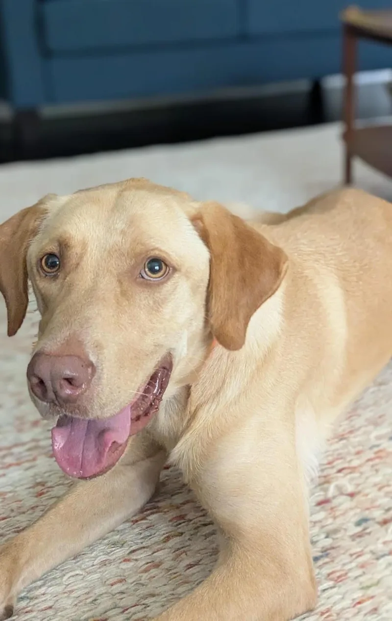 An adult large-sized male Labrador Retriever dog named Hank for adoption in Wheaton, IL