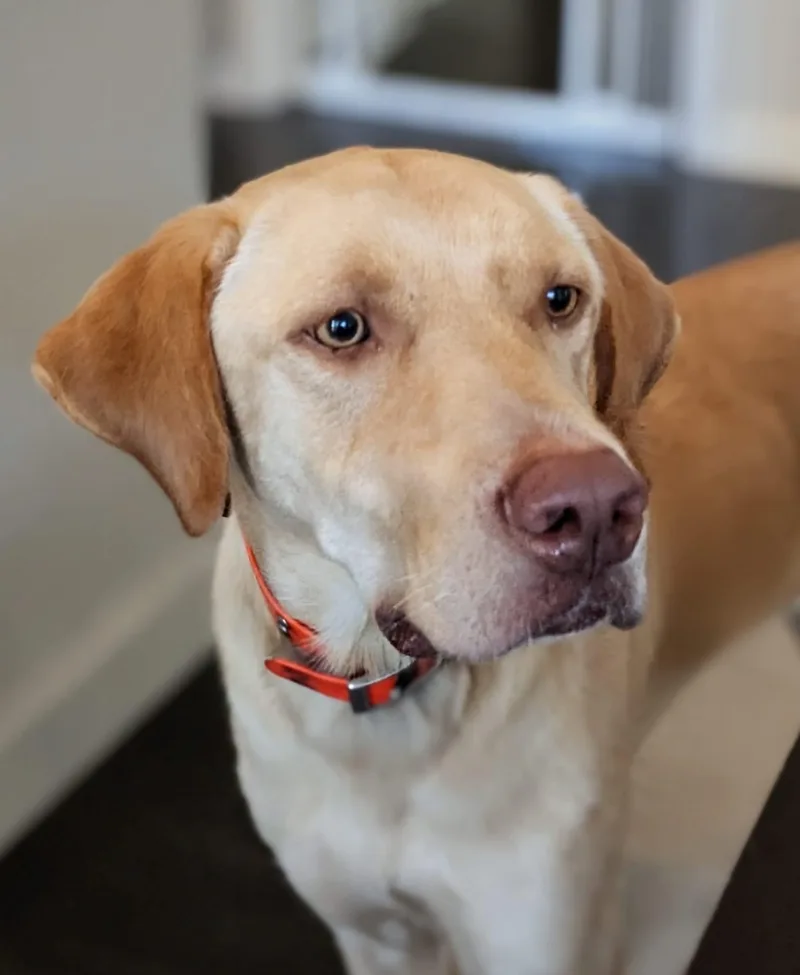 Hank thumbnail 2