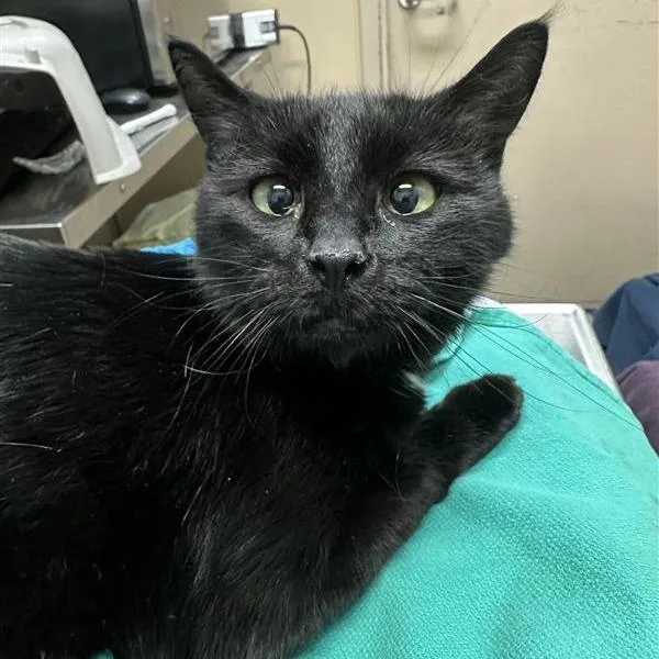 A senior medium-sized female Black Domestic Short Hair cat named Working Cat Chai for adoption in Tacoma, WA