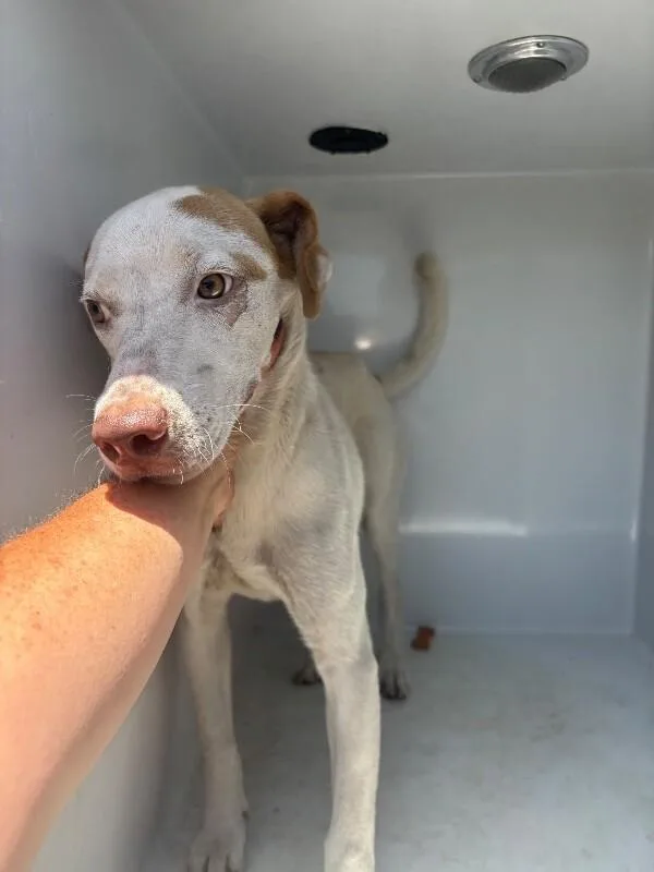 An adult medium-sized male White / Cream Mixed Breed dog named Grayson for adoption in Mobile, AL