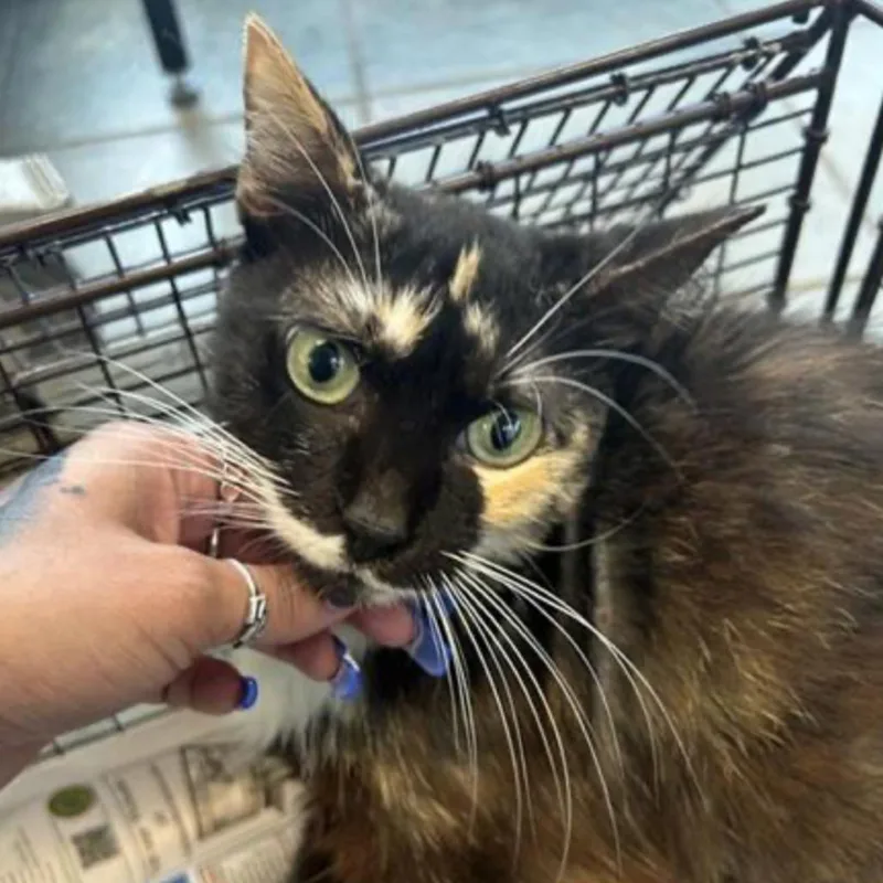 An adult medium-sized female Calico Domestic Short Hair cat named Daisy for adoption in San Antonio, TX