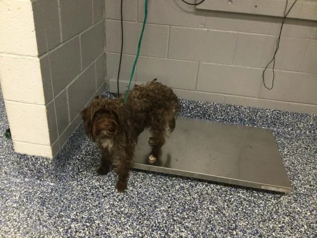 A young small-sized male Terrier dog named Scruffy for adoption in Thousand Palms, CA