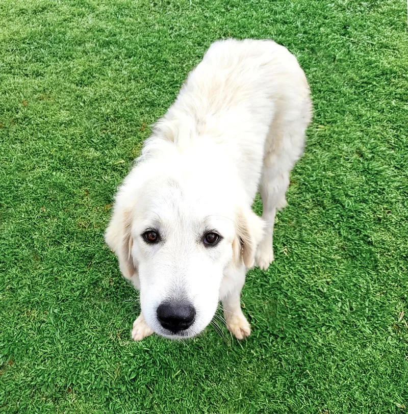 Merecedes thumbnail 2