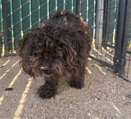 A senior small-sized female Poodle dog named Doro for adoption in Camarillo, CA