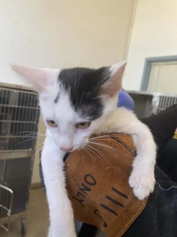 A baby small-sized female Domestic Short Hair cat named Classy for adoption in Victorville, CA