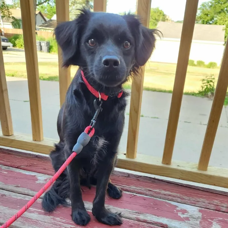 Bowie