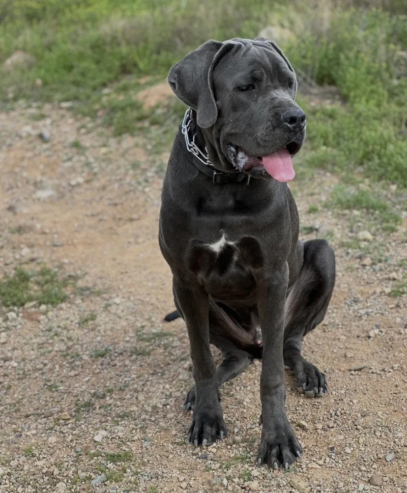 A young extra large-sized female Cane Corso dog named Ram for adoption in Glendale, AZ