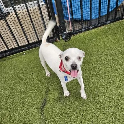 An adult small-sized male Chihuahua dog named Jack for adoption in Merriam, KS